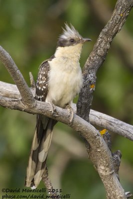 Great Spotted Cuckoo (Clamator glandarius)_Segura (Portugal)