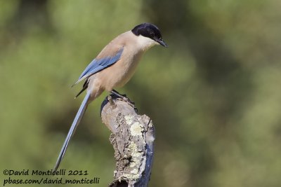 Azure-winged Magpie (Cyanopica cyanus)_Segura (Portugal)