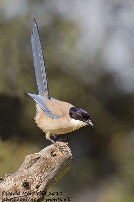 Azure-winged Magpie (Cyanopica cyanus)_Segura (Portugal)