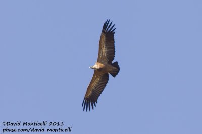 Griffon Vulture (Gyps fulvus)_Segura (Portugal)