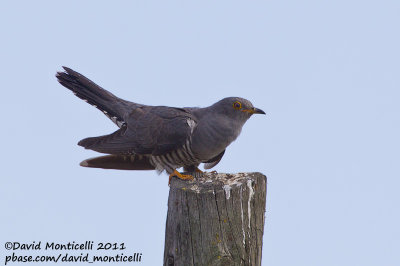 Common Cuckoo (Cuculus canorus)_Segura (Portugal)