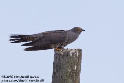 Common Cuckoo (Cuculus canorus)_Segura (Portugal)
