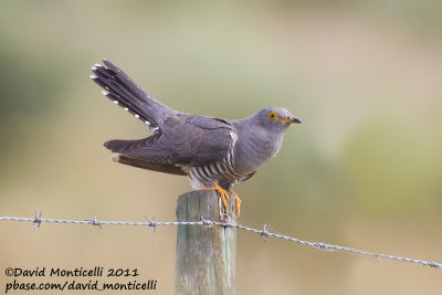 Common Cuckoo (Cuculus canorus)_Segura (Portugal)