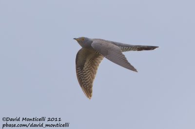 Common Cuckoo (Cuculus canorus)_Segura (Portugal)