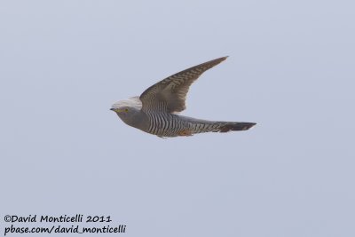 Common Cuckoo (Cuculus canorus)_Segura (Portugal)