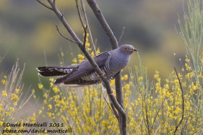 Common Cuckoo (Cuculus canorus)_Segura (Portugal)