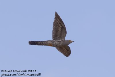 Common Cuckoo (Cuculus canorus)_Segura (Portugal)