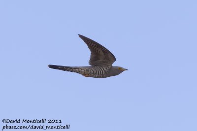 Common Cuckoo (Cuculus canorus)_Segura (Portugal)