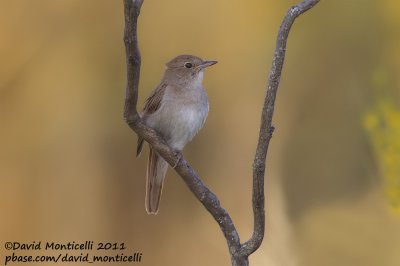 Nightingale (Luscinia megarhynchos)_Segura (Portugal)