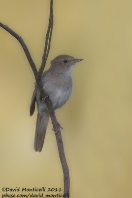 Nightingale (Luscinia megarhynchos)_Segura (Portugal)