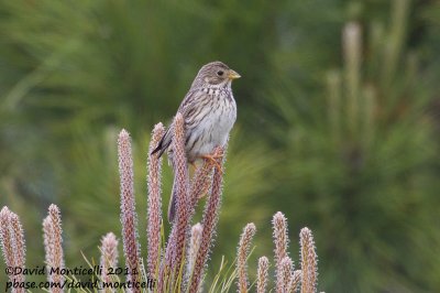 Corn Bunting (Miliaria calandra)_Segura (Portugal)