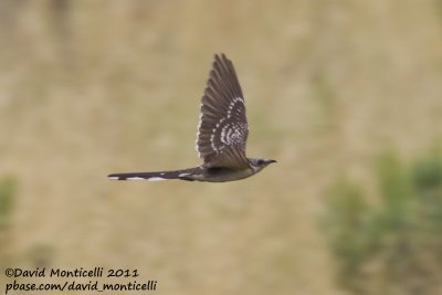 Great Spotted Cuckoo (Clamator glandarius)_Segura (Portugal)