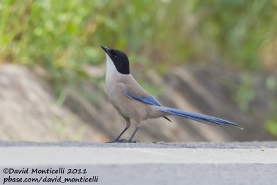 Azure-winged Magpie (Cyanopica cyanus)_Segura (Portugal)