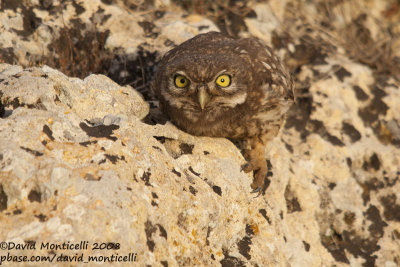 Little owl (Athena noctua)_Sardeigna (Italy)