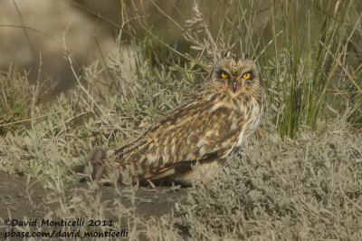 Short-eared Owl (Asio flammeus)_Rio Mondego (Portugal)