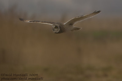 Short-eared Owl (Asio flammeus)_Uitkerke (Belgium)