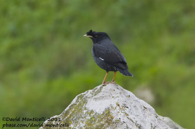 Crested Myna (Acridotheres cristatellus)(cat. C)_Oeiras (Portugal)