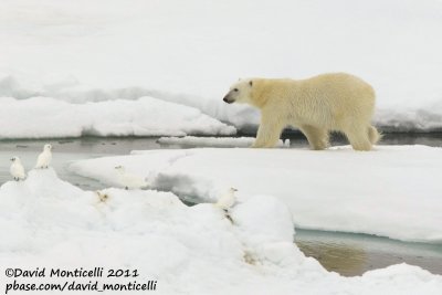 Polar Bear and Ivory Gulls_79N - 2W between Svalbard - Greenland_CV1F0472.jpg