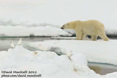 Polar Bear and Ivory Gulls_79N - 2W between Svalbard - Greenland_CV1F0474.jpg