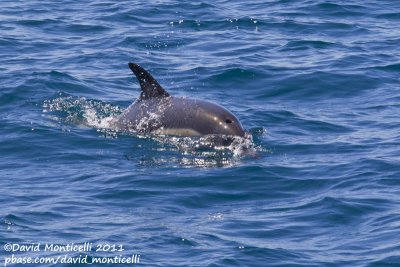 Common Dolphin (Delphinus delphis)_Portimão (Portugal)
