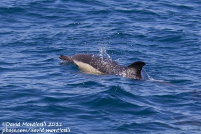 Common Dolphin (Delphinus delphis)_Portimão (Portugal)