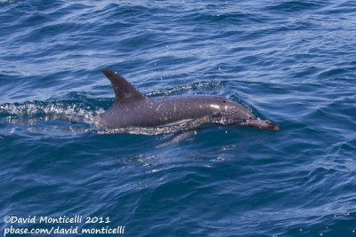 Common Dolphin (Delphinus delphis)_Portimão (Portugal)