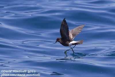 Wilson's Storm-petrel (Oceanites oceanicus)_Portimo (Portugal)