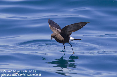 Wilson's Storm-petrel (Oceanites oceanicus)_Portimo (Portugal)