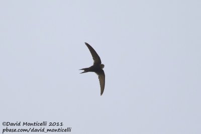 White-rumped Swift (Apus caffer)_Alcoutim (Portugal)