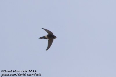 White-rumped Swift (Apus caffer)_Alcoutim (Portugal)