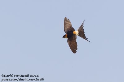 Red-rumped Swallow (Cecropis daurica)_Alcoutim (Portugal)