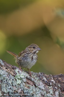 Song Sparrow (Melospiza melodia)_Barnstable (Cape Cod)