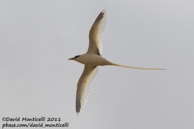 White-tailed Tropicbird (Phaeton lepturus)_'Golden' morph_Fajazinha (Flores)