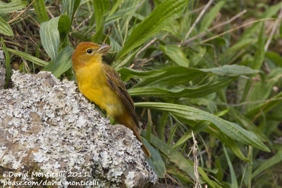 Summer Tanager (Piranga rubra)_Fojo (Corvo)