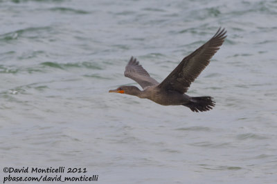 Double-crested Cormorant (Phalacrocorax auritus)_Nantucket Is. (Cape Cod)