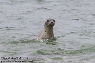 Grey Seal (Halichoerus grypus)_Nantucket Is. (Cape Cod)