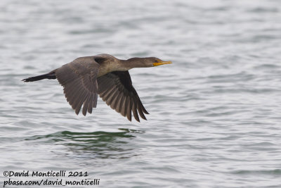 Double-crested Cormorant (Phalacrocorax auritus)_Nantucket Is. (Cape Cod)