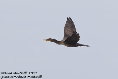 Double-crested Cormorant (Phalacrocorax auritus)_Nantucket Is. (Cape Cod)