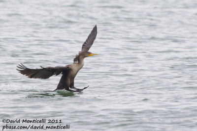 Double-crested Cormorant (Phalacrocorax auritus)_Nantucket Is. (Cape Cod)
