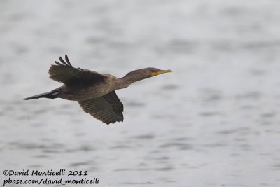 Double-crested Cormorant (Phalacrocorax auritus)_Nantucket Is. (Cape Cod)