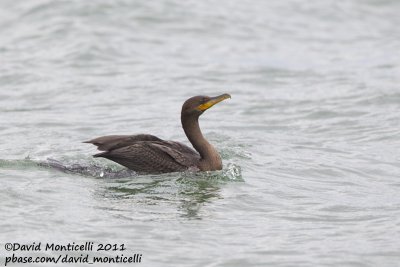 Double-crested Cormorant (Phalacrocorax auritus)_Nantucket Is. (Cape Cod)