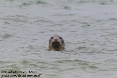 Grey Seal (Halichoerus grypus)_Nantucket Is. (Cape Cod)