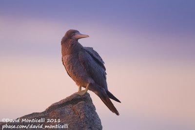 Seabirds, Waders and a few Marine Mammals