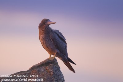 Brown Booby (Sula leucogaster)(juvenile)_Barnstable (Cape Cod)