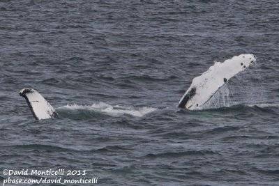 Humpback Whale (Megaptera novaeangliae)_Provincetown (Cape Cod)