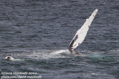 Humpback Whale (Megaptera novaeangliae)_Provincetown (Cape Cod)