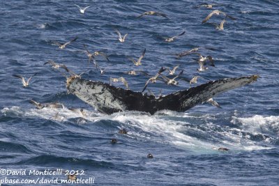 Humpback Whale (Megaptera novaeangliae) with Kittiwake, Great Shearwater & Laughing Gulls_Provincetown (Cape Cod)