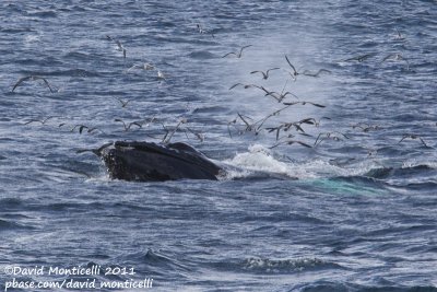 Humpback Whale (Megaptera novaeangliae) with Great & Sooty Shearwaters & Laughing Gulls_Provincetown (Cape Cod)