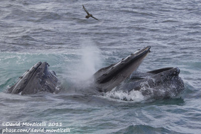 Humpback Whales (Megaptera novaeangliae) with Sooty Shearwater_Provincetown (Cape Cod)