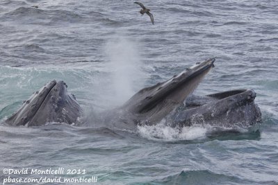 Humpback Whales (Megaptera novaeangliae) with Sooty Shearwater_Provincetown (Cape Cod)